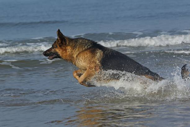 istock German Shepherd, Male playing in Waves, beach in Normandy 1263322373