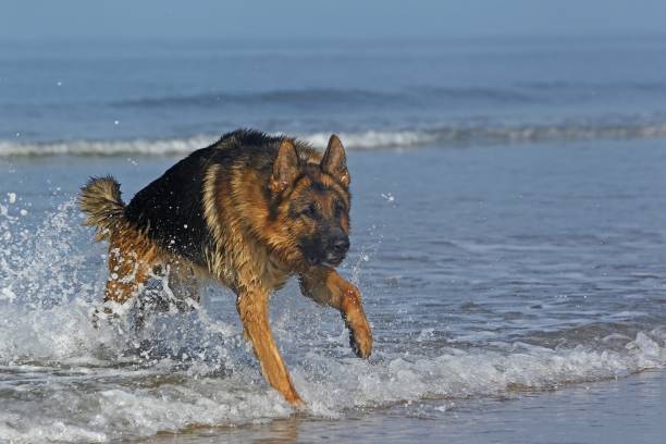 istock German Shepherd, Male playing in Waves, beach in Normandy 1263322378