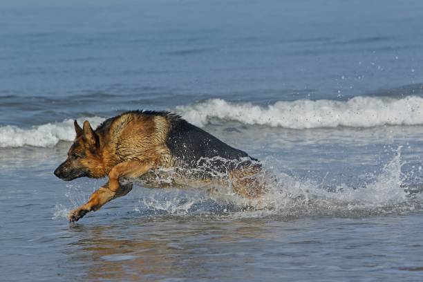 istock German Shepherd, Male playing in Waves, beach in Normandy 1263322388