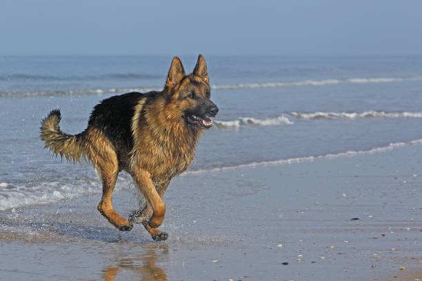 istock German Shepherd, Male running on beach in Normandy 1263322408