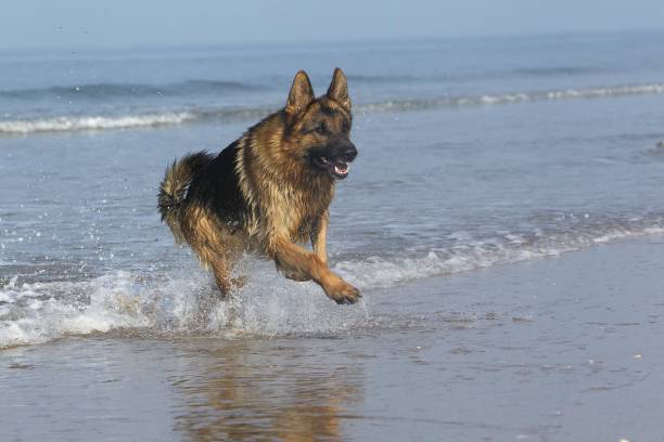 istock German Shepherd, Male playing in Waves, beach in Normandy 1263322420