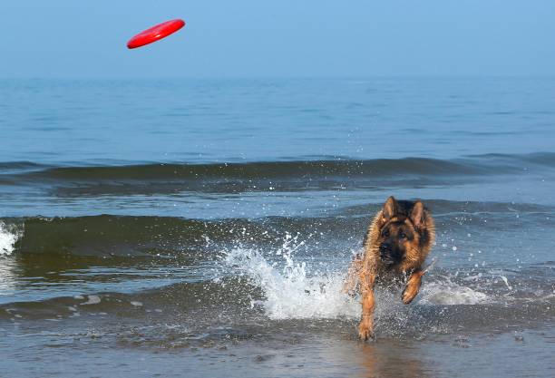 istock German Shepherd, Male catching frisbee, beach in Normandy 1263322425
