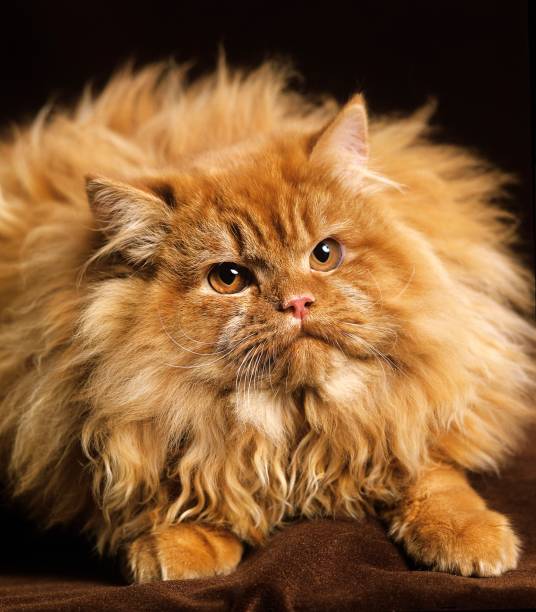 istock Red Persian Domestic Cat laying against Black Background 1263322439