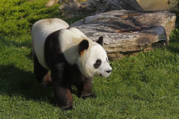 istock Giant Panda, ailuropoda melanoleuca 1263322639