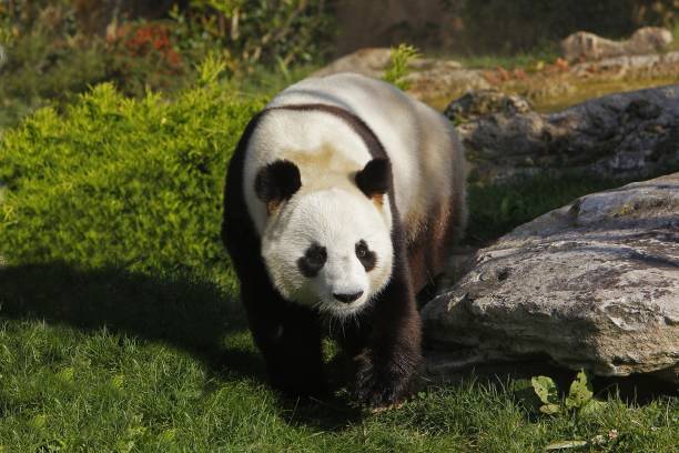 istock Giant Panda, ailuropoda melanoleuca 1263322665