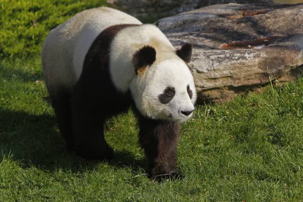 istock Giant Panda, ailuropoda melanoleuca 1263322695