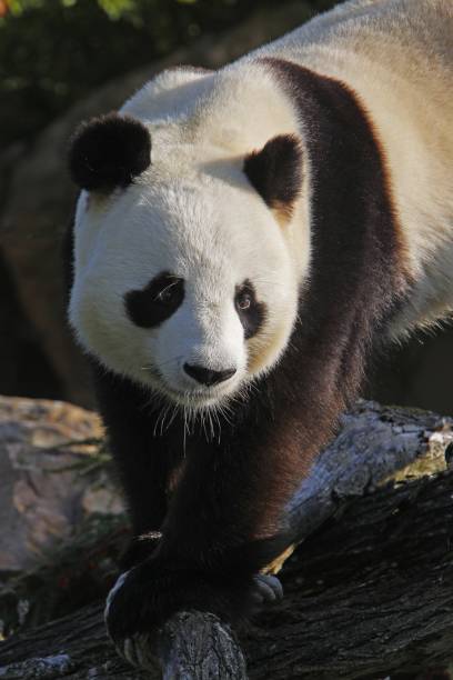 istock Giant Panda, ailuropoda melanoleuca 1263322828