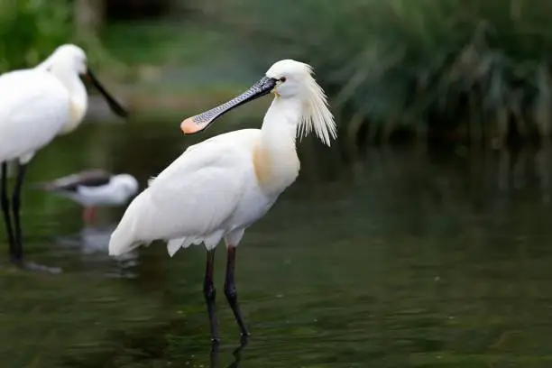 Photo of White Spoonbill, platalea leucorodia, Adult standing in Water
