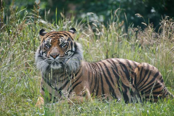 istock Sumatran Tiger, panthera tigris sumatrae, Male 1263323769