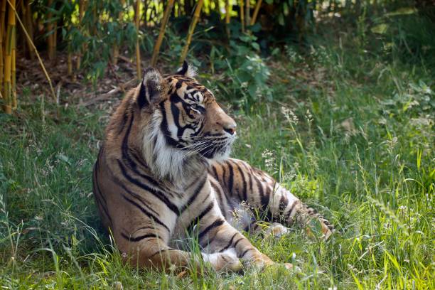 istock Sumatran Tiger, panthera tigris sumatrae, Male 1263323789