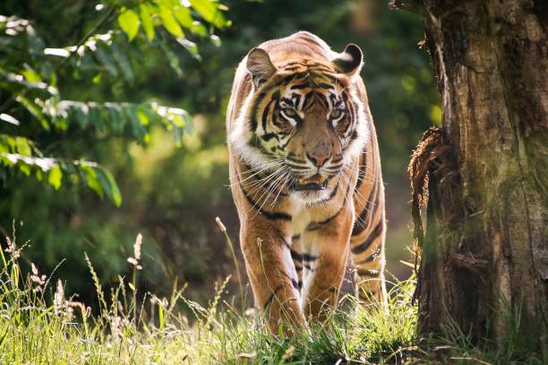 istock Sumatran Tiger, panthera tigris sumatrae 1263323790