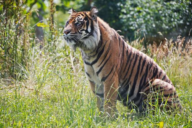 Sumatran Tiger, panthera tigris sumatrae, Male