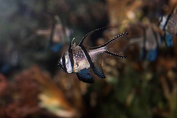 istock Banggai Cardinal Fish, Pterapogon kauderni 1263324170