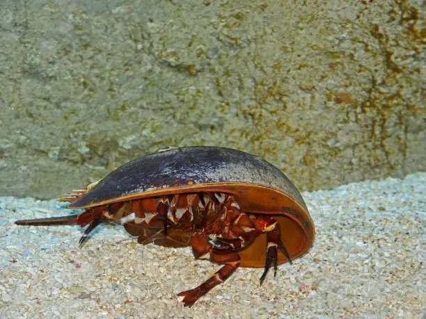 Atlantic Horseshoe Crab, limulus polyphemus