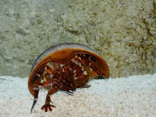 Atlantic Horseshoe Crab, limulus polyphemus