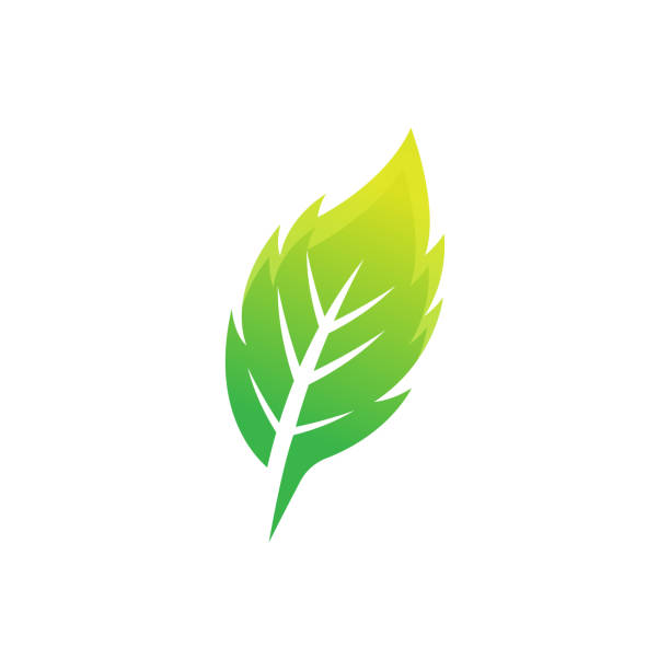 Leaf icon design vector illustration. Abstract Leaf icon vector concept for nature, agriculture and farm business. Green Tree Leaf Logo, icon, sign and symbol vector design illustration. Leaf icon design vector illustration. Abstract Leaf icon vector concept for nature, agriculture and farm business. Green Tree Leaf Logo, icon, sign and symbol vector design illustration. green leaf white background stock illustrations
