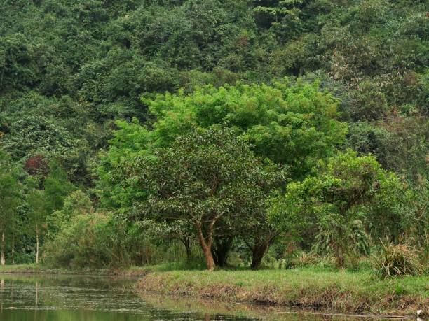 istock Vietnam, Ninh Binh Area, Hoa Lu, Landscape 1263327292