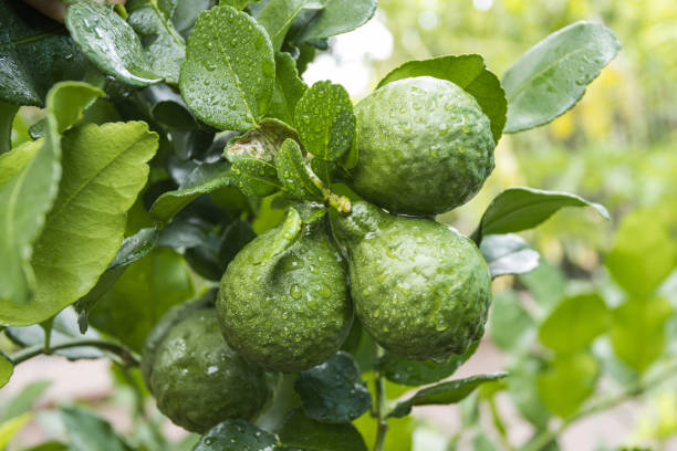 Fresh Bergamots and leaves on tree with water drops on them fruity, with herbaceous bergamia Aroma stock photo