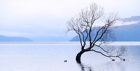 The Wanaka tree beautiful lonely tree famous landmark at New zealand.