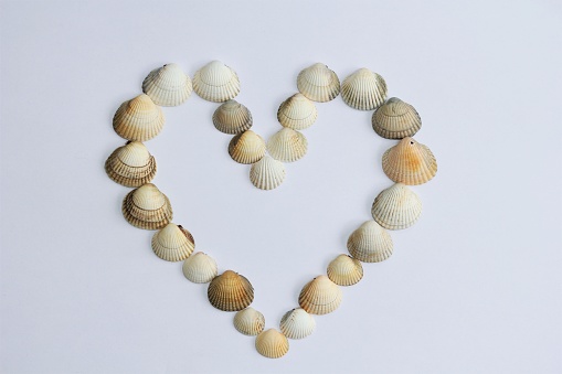 Seashells arranged in heart shape on white background