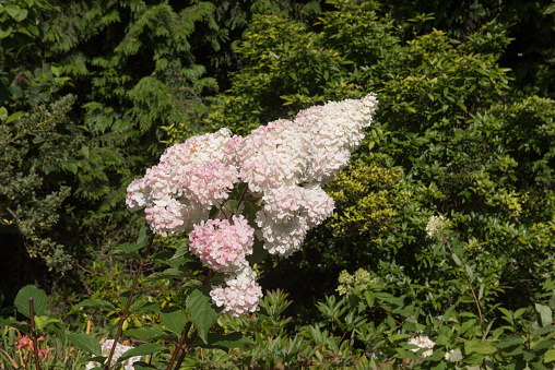 Hydrangea paniculata is a Deciduous Shrub Native to China, Korea and Japan