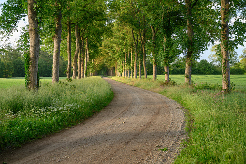 Treelined Footpath in Summer. Location: Gelderland, The Netherlands