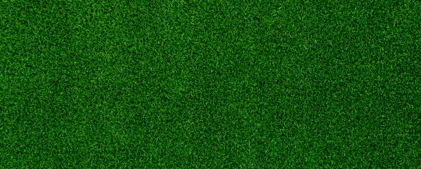 istock abstract green leaf texture, nature background, tropical leaf 1263331159