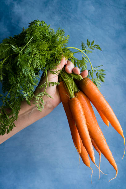 istock Hand hold fresh carrots on blue background. 1263331727