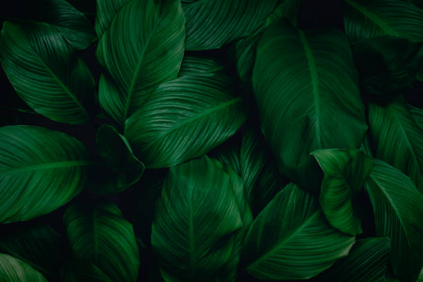 istock abstract green leaf texture, nature background, tropical leaf 1263331732