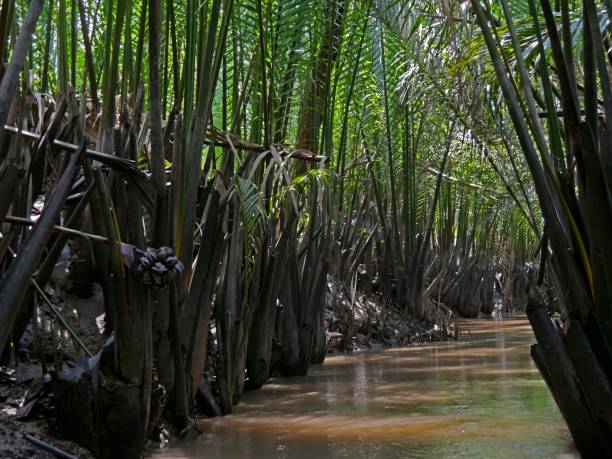istock vietnam, Mekong Delta, Landscape 1263331922