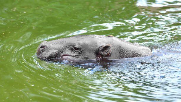 istock Pygmy hippopotamus (Choeropsis liberiensis) resting in water 1263333893