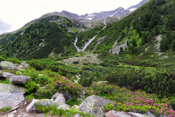 trilha de caminhada na paisagem do lago schlegeisstausee no tirol áustria. - european alps tirol rhododendron nature - fotografias e filmes do acervo