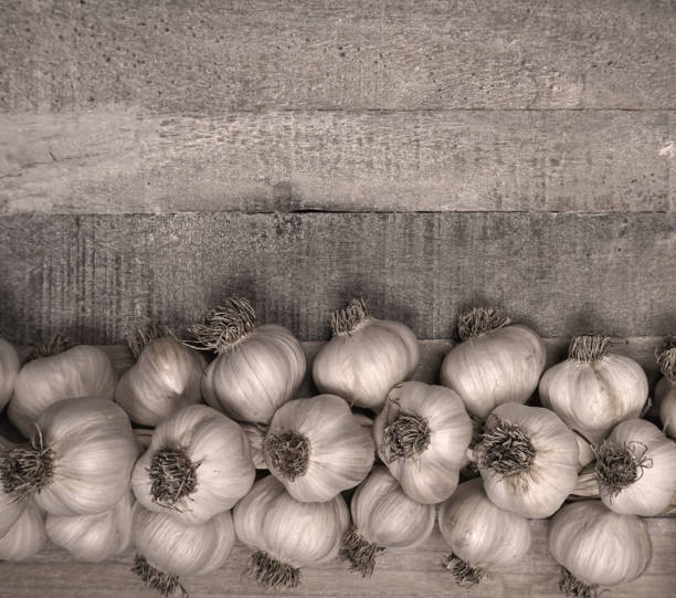 fresh harvesting garlic from out of the garden. braided garlic or garlic string. harvested vegetables, organic. decorative food at wooden background. - garlic hanging string vegetable imagens e fotografias de stock