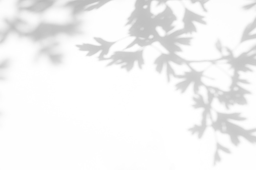 sombra gris de hojas de espino en una pared blanca photo