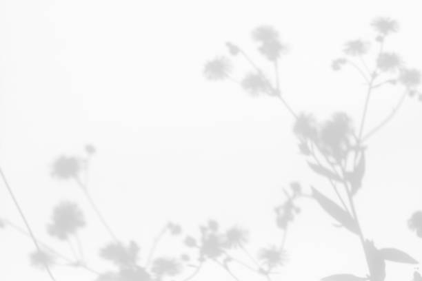 istock Gray shadows of flowers and grass on white wall 1263336384