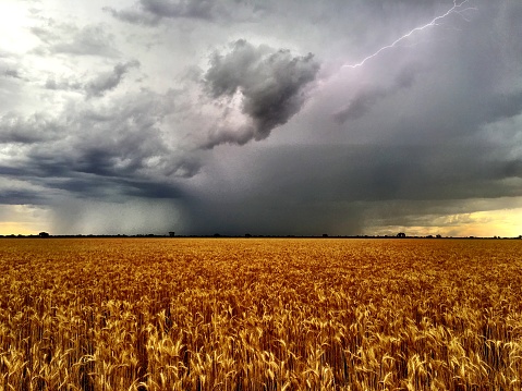 Storm and Lightning over the Wheat crop