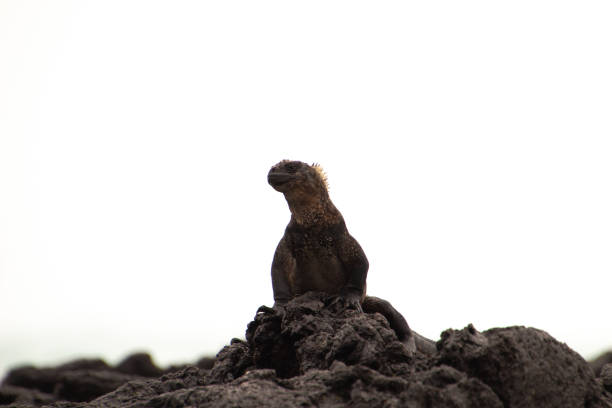 Amblyrhynchus cristatus inhabiting Galapagos.\nIt is a rare lizard that lives only in Galapagos.