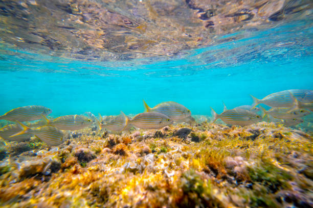 istock Mediterranean underwater landscape reef with fishes 1263338787