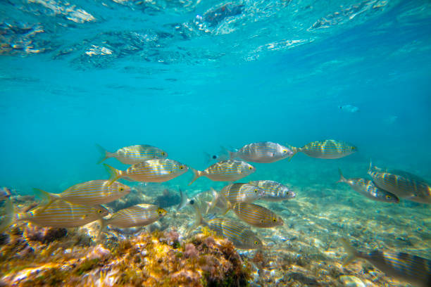 mediterranes unterwasser-landschaftsriff mit fischen - javea stock-fotos und bilder