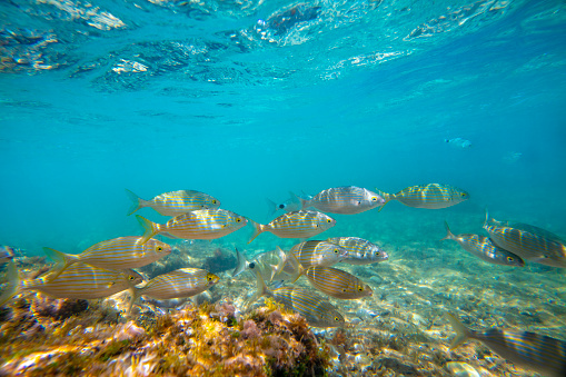 Mediterranean underwater landscape reef with Salpa Sarpa fishes in Spain, Salema Porgy fish