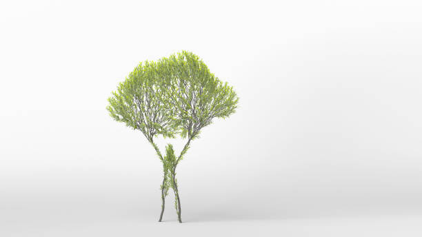 istock Growing Tree in a shape of a Human. Eco Concept. 1263340451