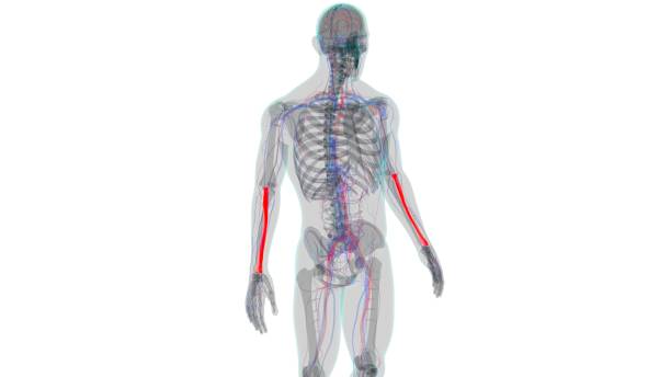 istock Human skeleton anatomy Radius Bone 3D Rendering For Medical Concept01 1263340717