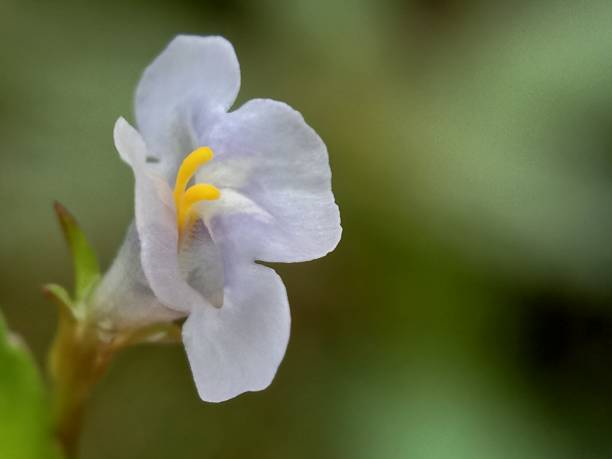 istock Close up of white flower 1263341830