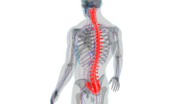 istock Human Skeleton Vertebral Column Vertebrae Anatomy 1263342767
