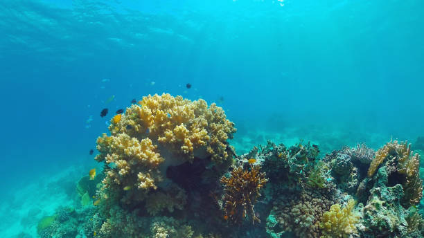 istock Coral reef with fish underwater. Bohol, Philippines 1263343422