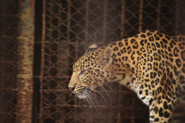 istock A Large Leopard Is Walking In A Zoo 1263344022