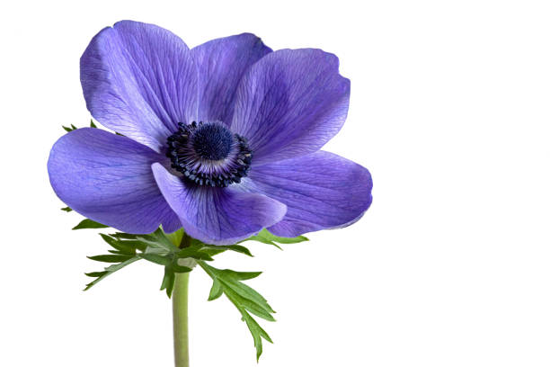 Isolated beautiful blue anemone flower on white background Isolated beautiful blue anemone flower on white background with copy space anemone flower photos stock pictures, royalty-free photos & images