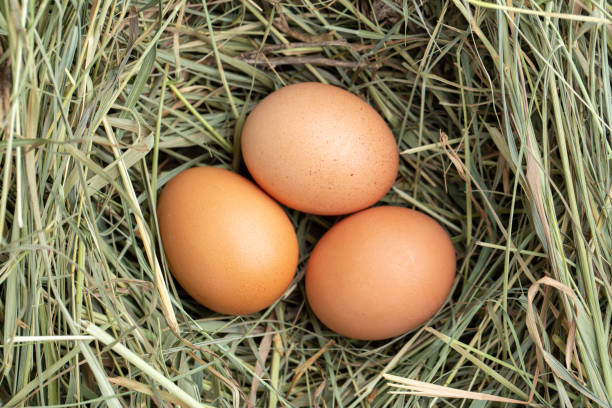 istock organic farm brown chicken eggs. 1263344210