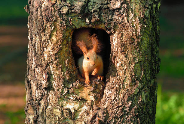 istock A squirrel looks out of a hollow tree 1263344279