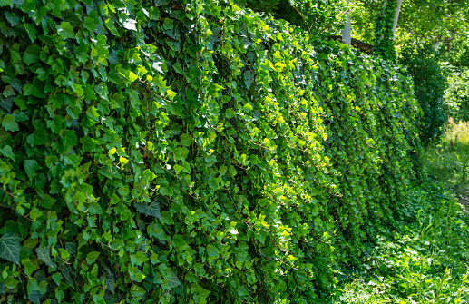 Fence covered with green English ivy (Hedera helix, European ivy). The original texture of natural greenery. Background from elegant leaves. Nature concept for design